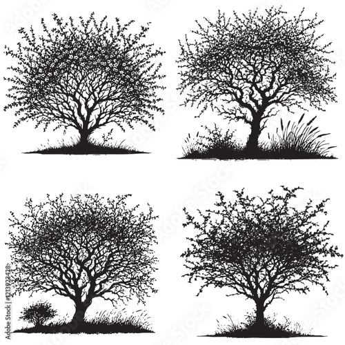 Vector Silhouettes of the Blackthorn Tree Isolated on a White Background"
