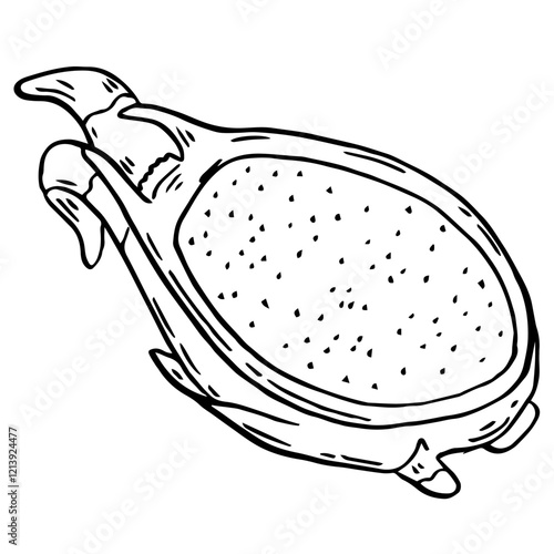 Half Pitahaya. Dragon Fruit hand drawn doodle drawing. Tropical food in ink sketch style isolated. Vector manual illustration.