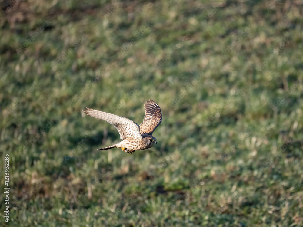 Fototapeta premium Turmfalke (Falco tinnunculus)