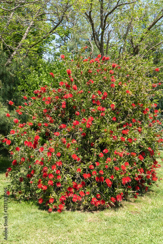 Bild auf Leinwand Callistemon rigidus blooms with red branch of flowers on beautiful green bokeh background