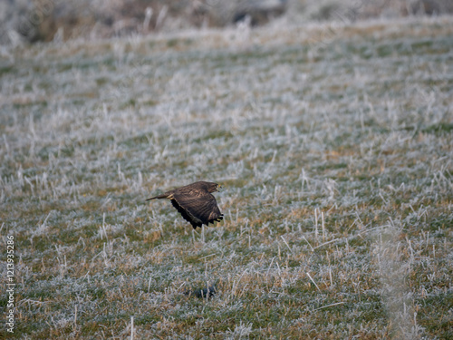 Mäusebussard (Buteo buteo)