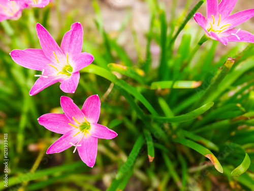 Blooming Pink Rain Lily Flowers - in Natural Garden photo