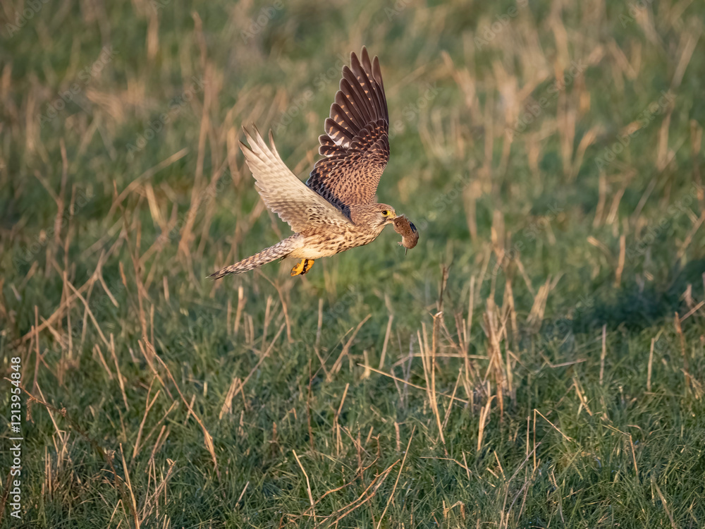 Fototapeta premium Turmfalke (Falco tinnunculus)