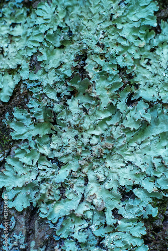 Lichen moss on tree. Natural green blue background. Flavoparmelia caperata is a lichen of the Parmeliaceae family. photo