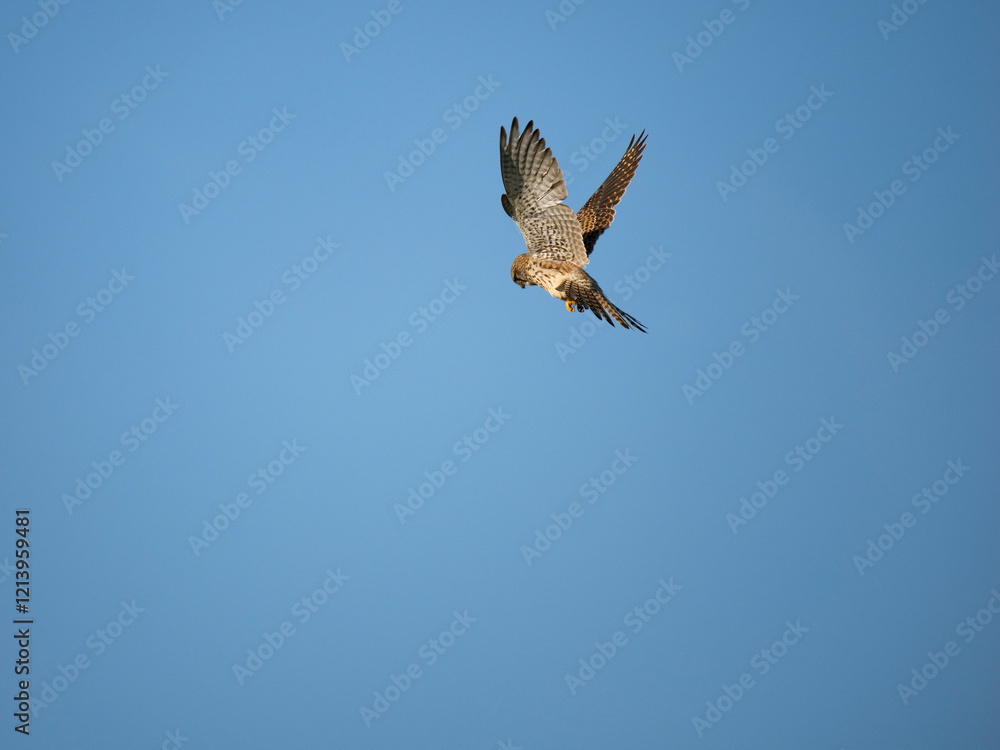 Turmfalke (Falco tinnunculus) Turmfalke (Falco tinnunculus)