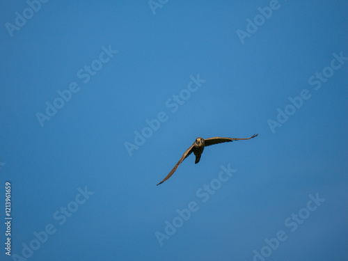 Turmfalke (Falco tinnunculus) photo