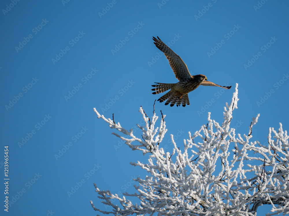 Fototapeta premium Turmfalke (Falco tinnunculus)