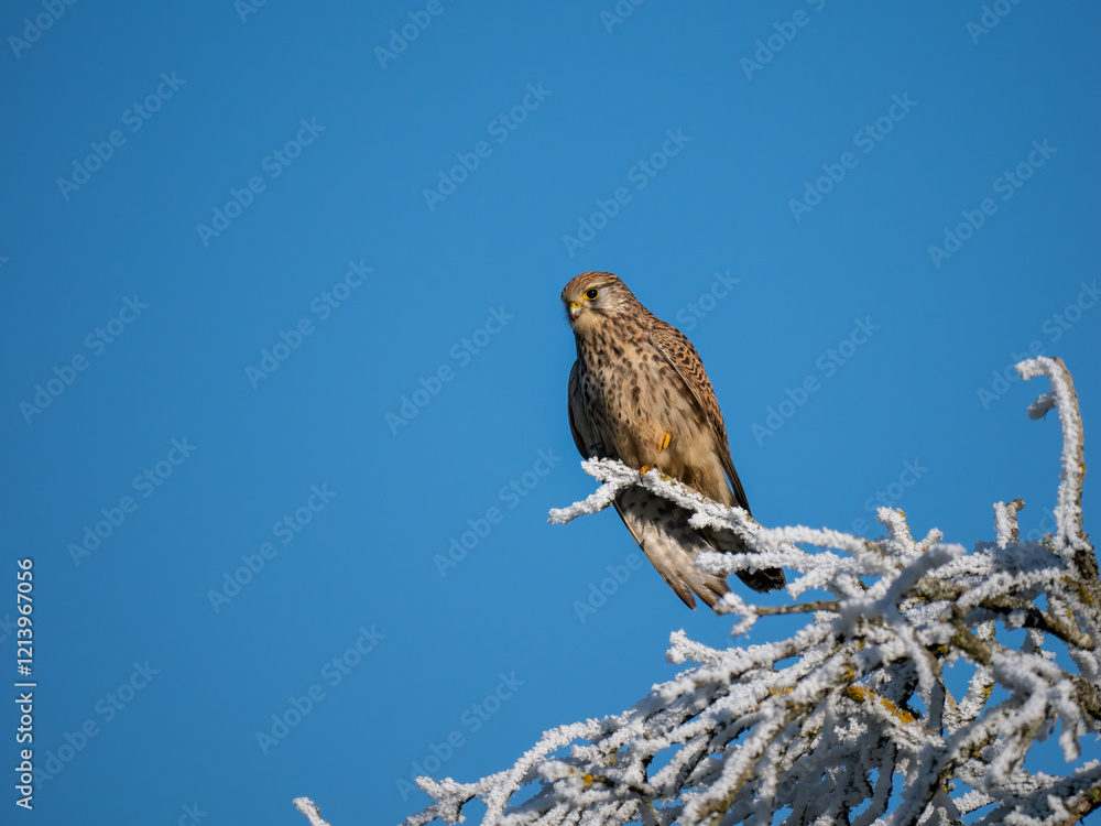 Turmfalke (Falco tinnunculus) Turmfalke (Falco tinnunculus)