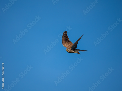 Turmfalke (Falco tinnunculus) photo