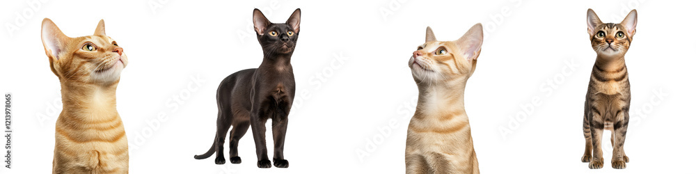 Curious cats standing alert, showcasing their unique features and expressions, isolated on transparent background. Curious cats standing alert, showcasing their unique features and expressions, isolated on transparent background.