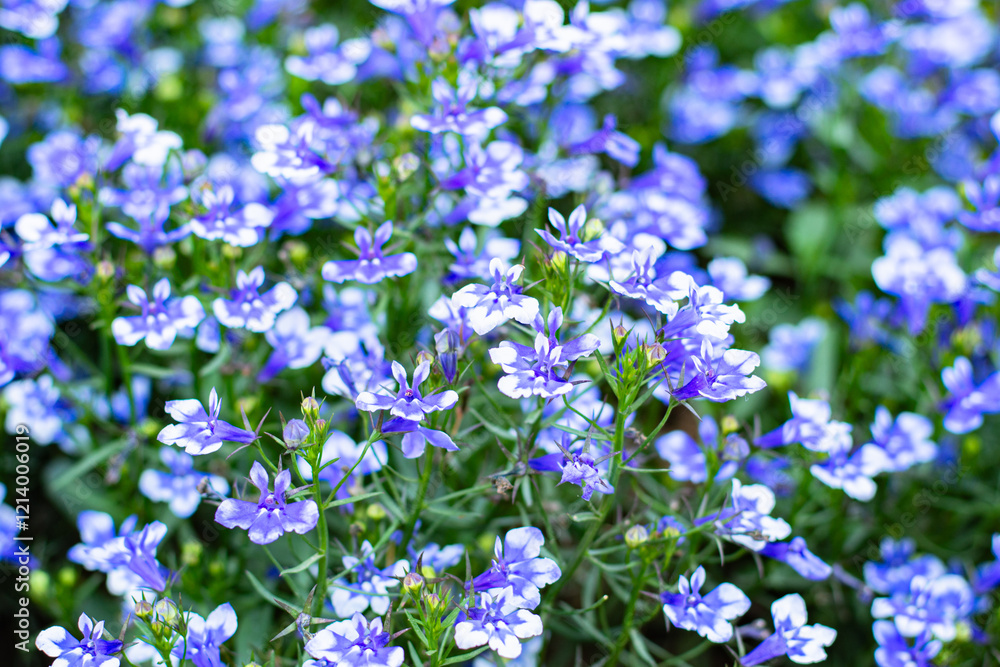 close-up blue Lobelia Erinus flowering in a summer garden close-up blue Lobelia Erinus flowering in a summer garden