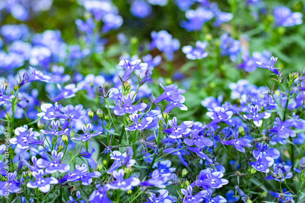 close-up blue Lobelia Erinus flowering in a summer garden close-up blue Lobelia Erinus flowering in a summer garden
