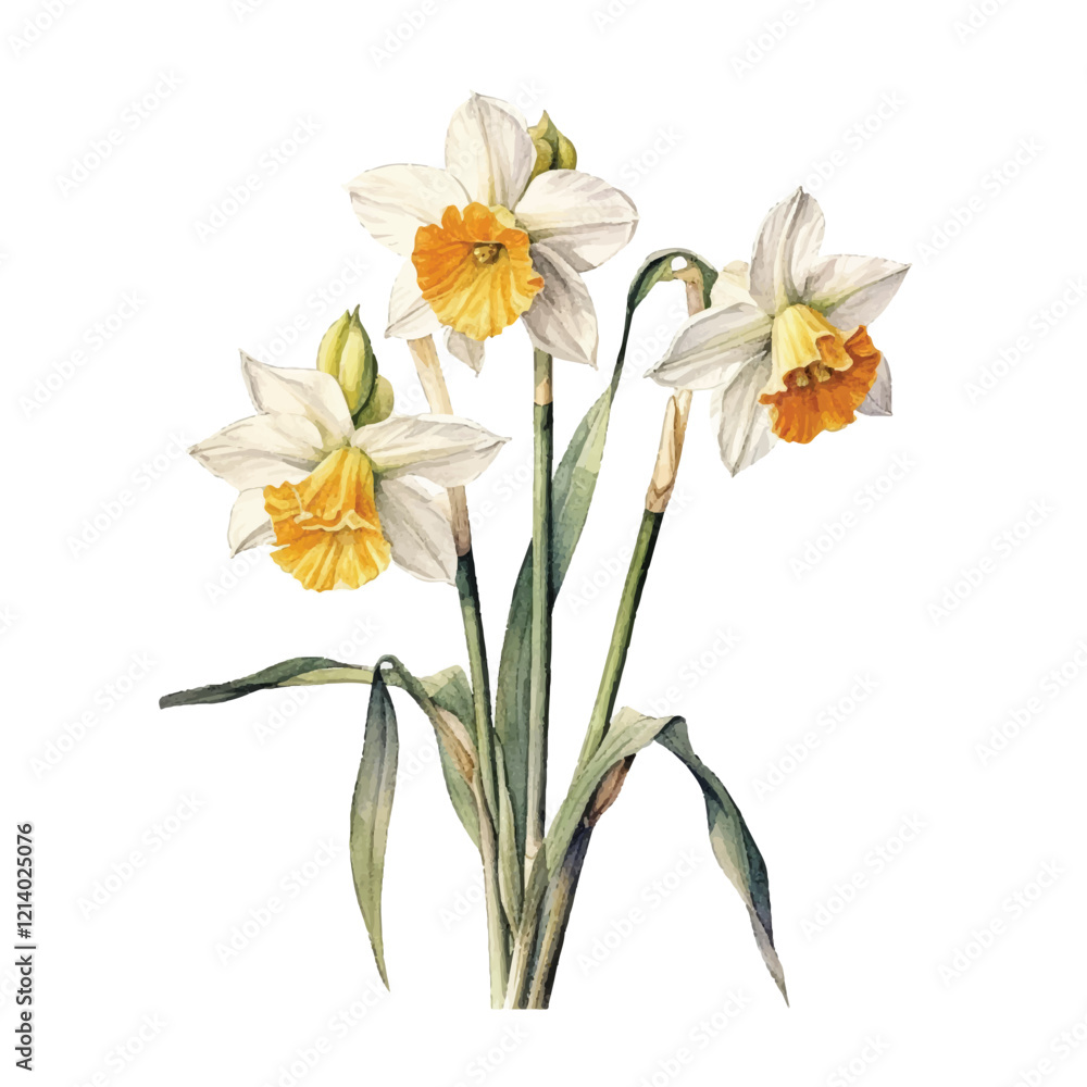watercolor Narcissus isolated white background watercolor Narcissus isolated white background