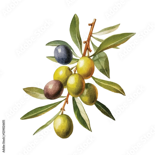 watercolor Olive fruit isolated white background