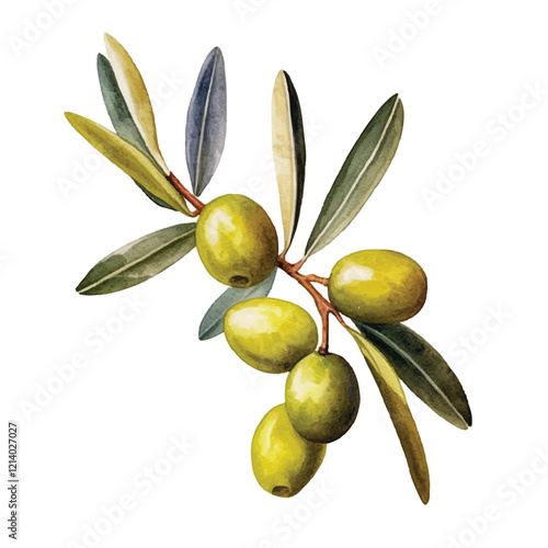watercolor Olive fruit isolated white background