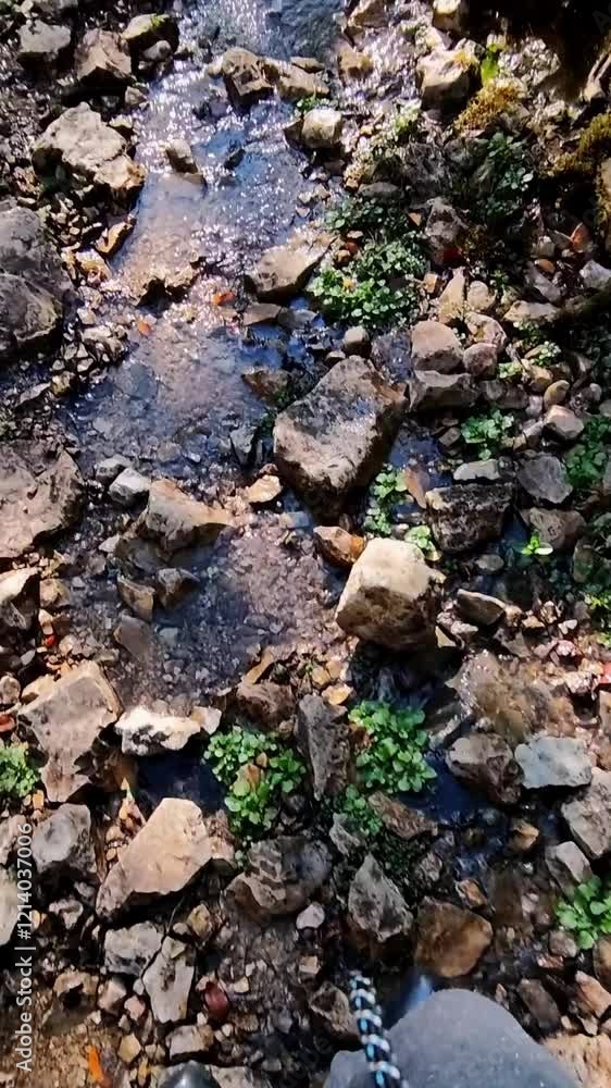 Personal perspective of man in rubber boots walking in mountain forest stepping into creek. Vertical footage of male tourist going in Georgian woodland at autumn day in a company of friends and a dog. Personal perspective of man in rubber boots walking in mountain forest stepping into creek. Vertical footage of male tourist going in Georgian woodland at autumn day in a company of friends and a dog.