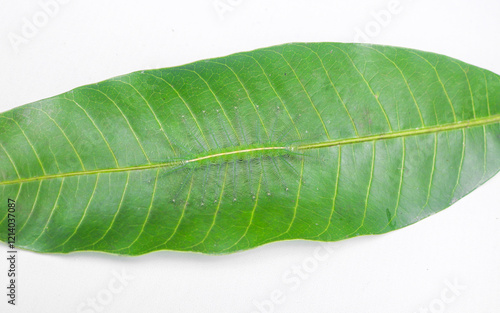 Schilderij op canvas Caterpillars of the Common Gaudy Baron butterfly (Euthalia lubentina) camouflage on green mango leaves