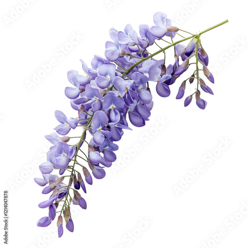 Wisteria Flower White Background on transparent background.
