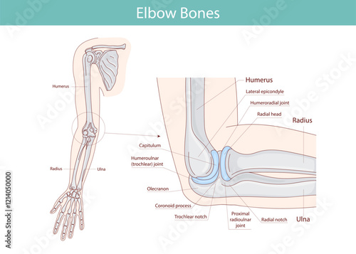 Anatomical illustration of the elbow of the hand. Vector medical illustration.