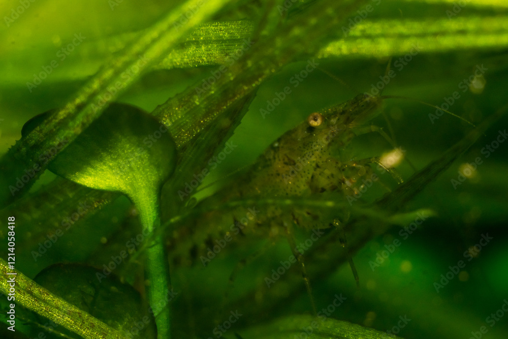 close-up shot of fish and shrimp in their natural environment
close-up shot of fish and shrimp in their natural environment