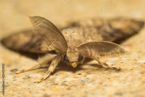 close-up shot of a moth
