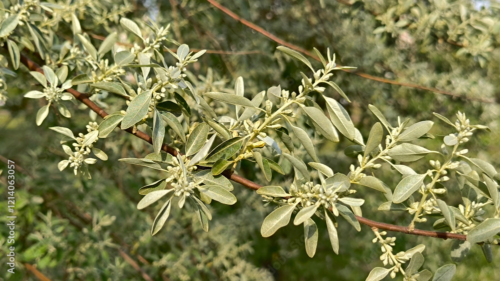 Russian olive tree in spring blossom Russian olive tree in spring blossom