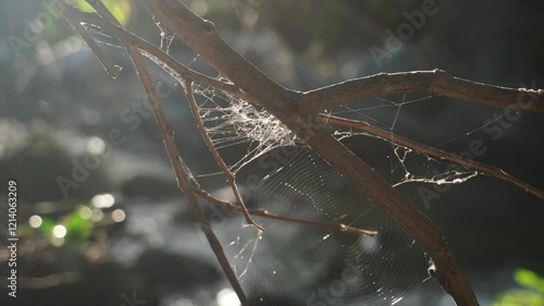 spider web on tree branch