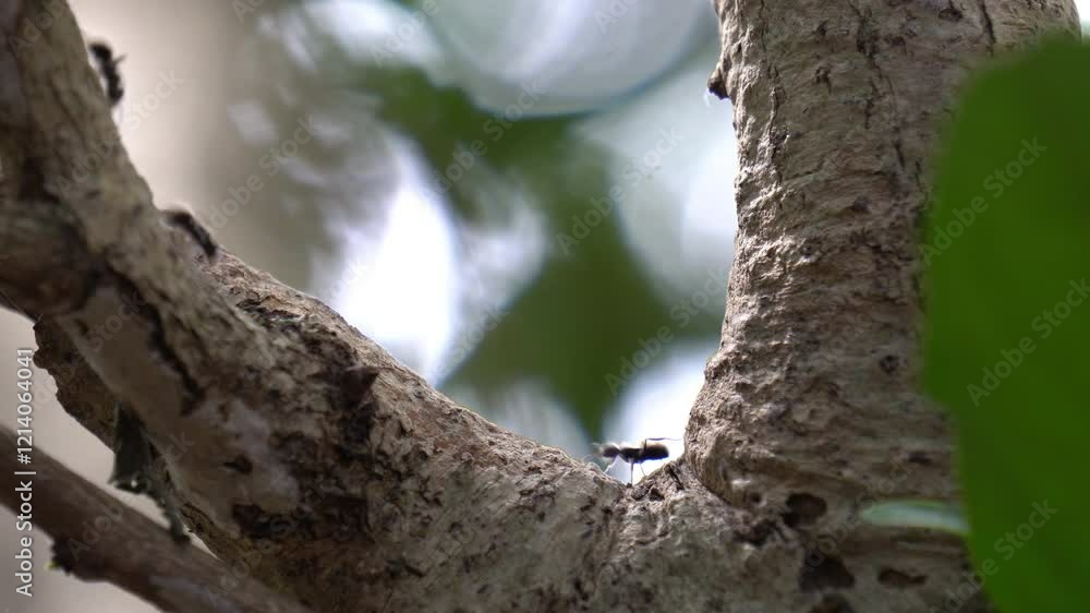 ants passing through the branches of a tree ants passing through the branches of a tree
