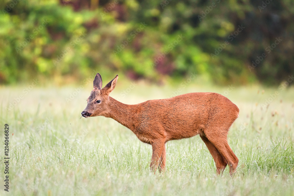 Fototapeta premium Young roe deer buck eating grass in a clearing after the rain. Capreolus capreolus, Touraine, Indre et Loire 37, région Centre-Val-de-Loire, France, European Union, Europe