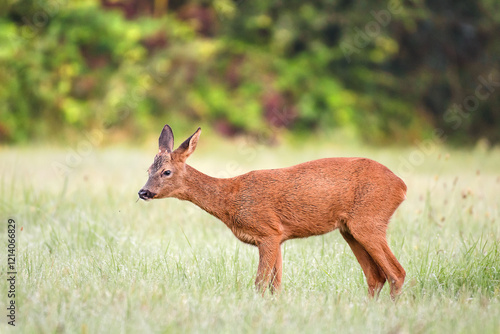 Young roe deer buck eating grass in a clearing after the rain. Capreolus capreolus, Touraine, Indre et Loire 37, région Centre-Val-de-Loire, France, European Union, Europe photo