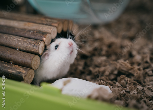 Funny white little Roborovski dwarf hamster in the cage