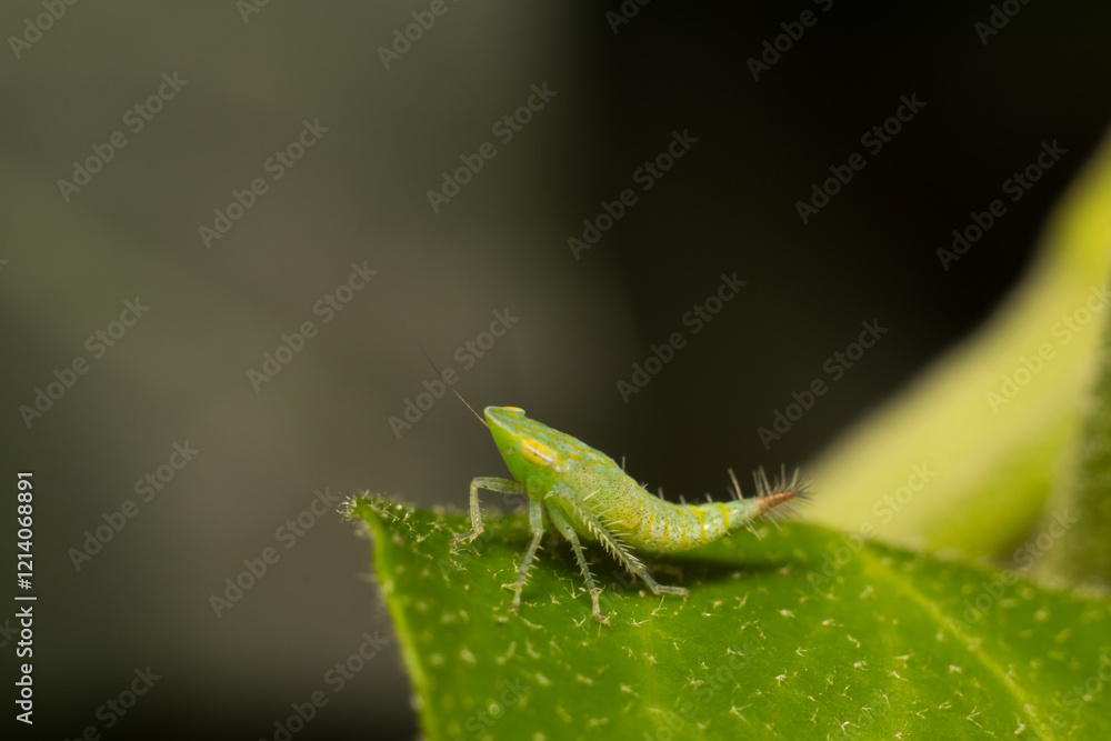 close-up shot of a treehopper close-up shot of a treehopper
