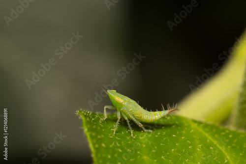 close-up shot of a treehopper photo