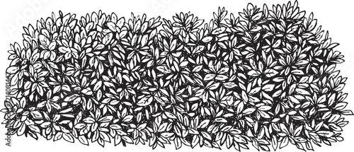 Hand draw sketch bush shrub in monochrome color. Vector illustration garden plant isolated on white background.