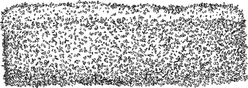 Hand draw sketch bush shrub in monochrome color. Vector illustration garden plant isolated on white background.