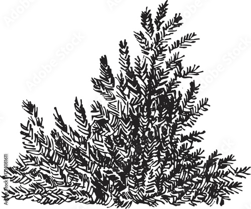 Hand draw sketch juniper bush in monochrome color. Vector illustration garden plant isolated on white background.