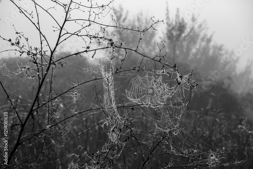 Delicate dewdrops captured on spider webs, creating a focused artistic portrayal of nature's intricacies. photo