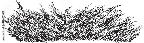 Hand draw sketch juniper bush in monochrome color. Vector illustration garden plant isolated on white background.