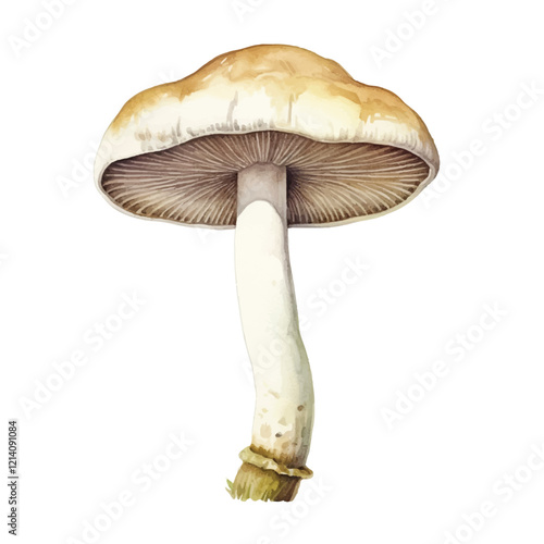 watercolor mushroom isolated white background