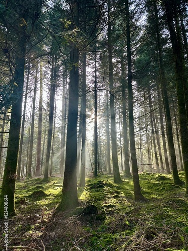 Sonnenstrahlen im Mooswald
