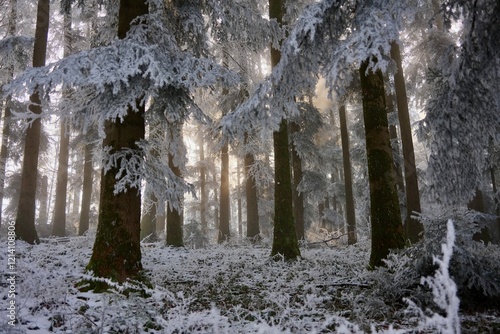 Sonnenstrahlen im Winterwald