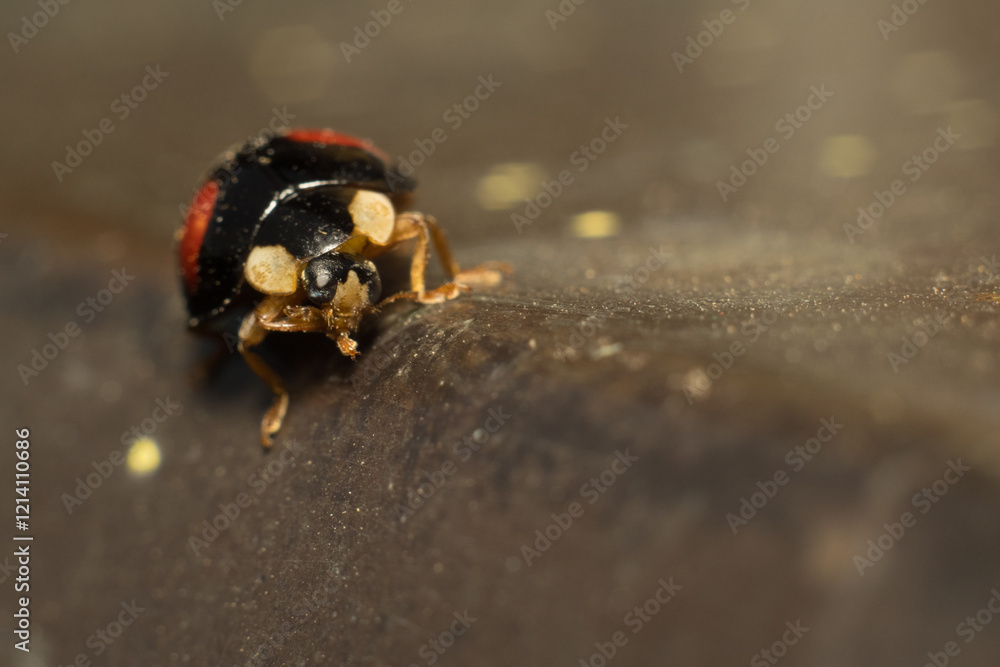 close-up smiley of a ladybug in nature