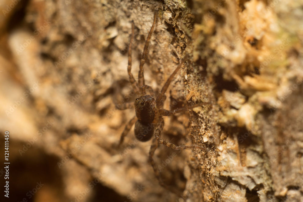 close-up shot of a spider in its natural habitat close-up shot of a spider in its natural habitat
