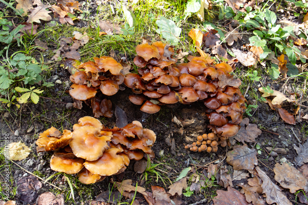 Cluster of Wild Mushrooms Growing in a Forest Among Autumn Leaves Cluster of Wild Mushrooms Growing in a Forest Among Autumn Leaves