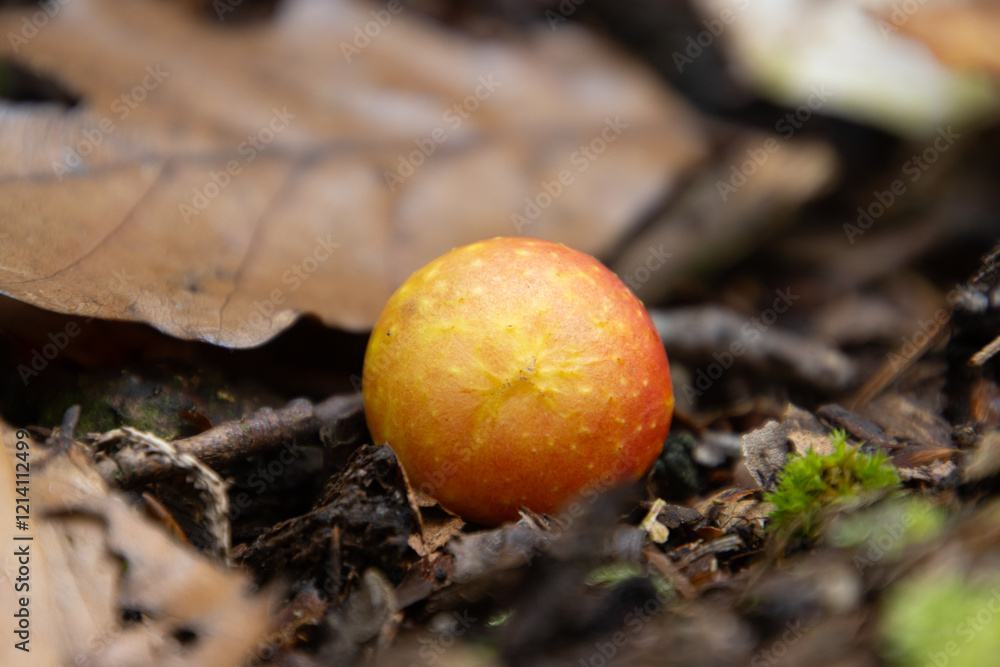 Close up of a Oak Marble Gall, Andricus kollari Close up of a Oak Marble Gall, Andricus kollari