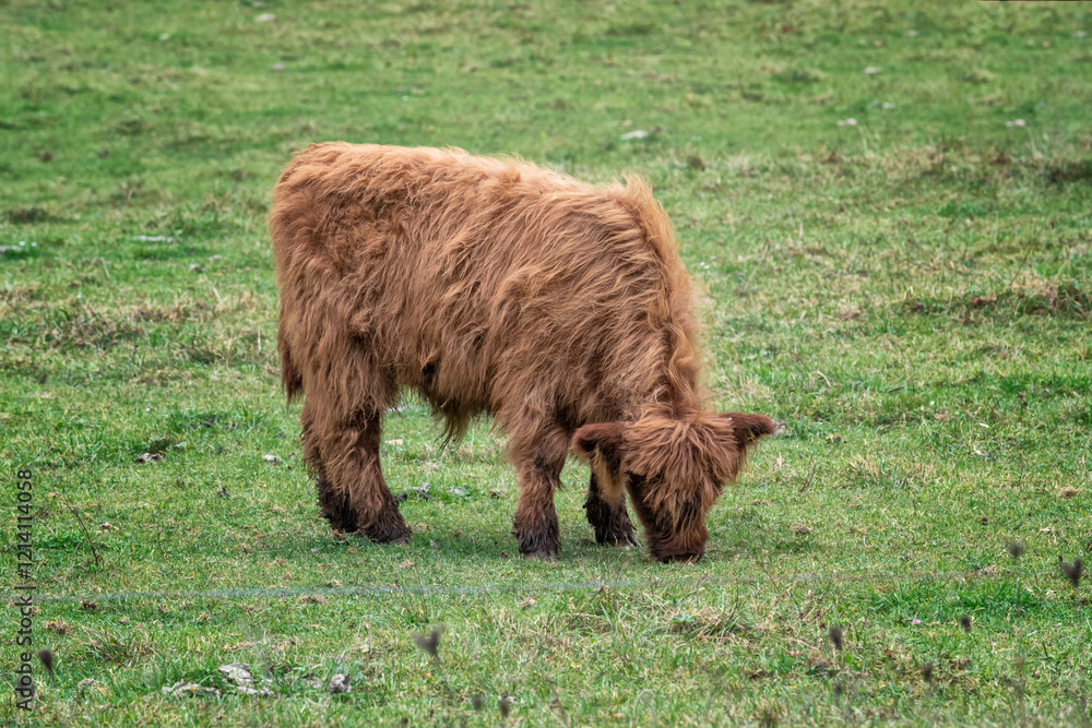 A highland cattle calf grazing on a warm autumn day in the Logar Valley, Slovenia A highland cattle calf grazing on a warm autumn day in the Logar Valley, Slovenia