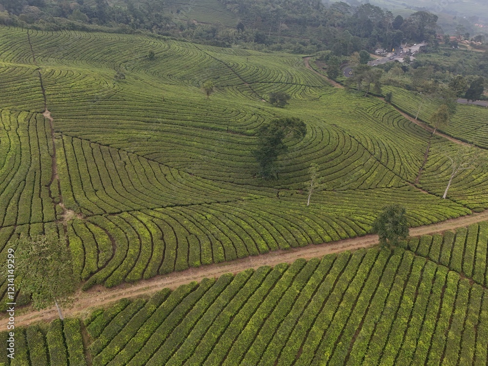 aerial view of Tea plantation. Camellia sinensis is a tea plant, a species of plant whose leaves and shoots are used to make tea. aerial view of Tea plantation. Camellia sinensis is a tea plant, a species of plant whose leaves and shoots are used to make tea.