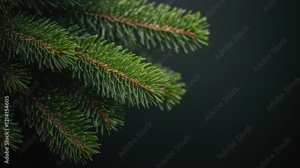 Close-Up of Evergreen Spruce Branch with Bright Green Needles Close-Up of Evergreen Spruce Branch with Bright Green Needles