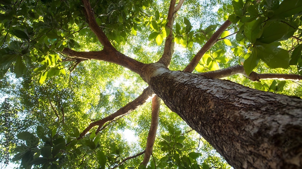 Fototapeta premium Majestic Forest Tree Viewed from Below Showing Sunlit Canopy : Generative AI