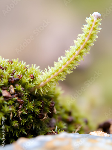 Stag's-Horn Clubmoss (Lycopodium clavatum). Upright Branch Closeup photo